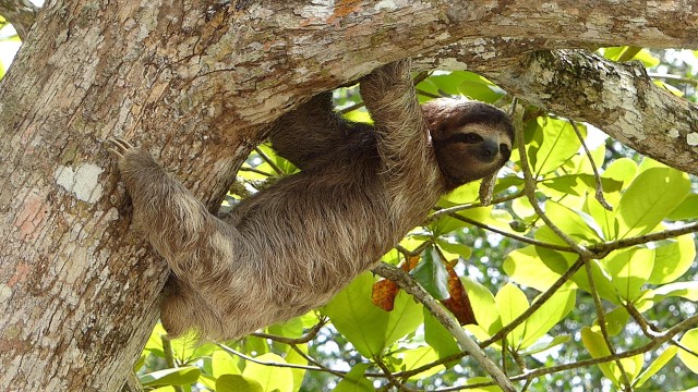 Brown animal hanging on tree by Javier Mazzeo.