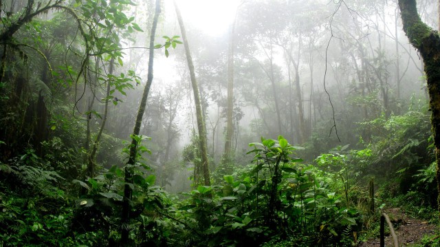 Rainforest during foggy day by David Riaño Cortés.